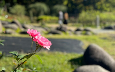 Business Continueous; Take Care of Residence Card Expire date and Japanese Bank Accounts