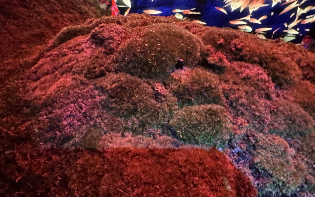 Non-Japanese Charitable Organizations Not Eligible for Donation Deduction of Japanese Income Tax