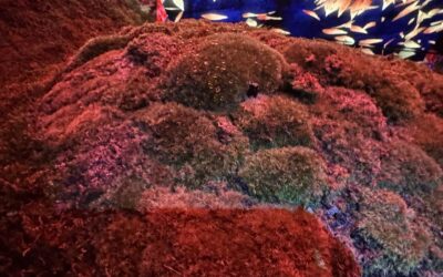 Non-Japanese Charitable Organizations Not Eligible for Donation Deduction of Japanese Income Tax