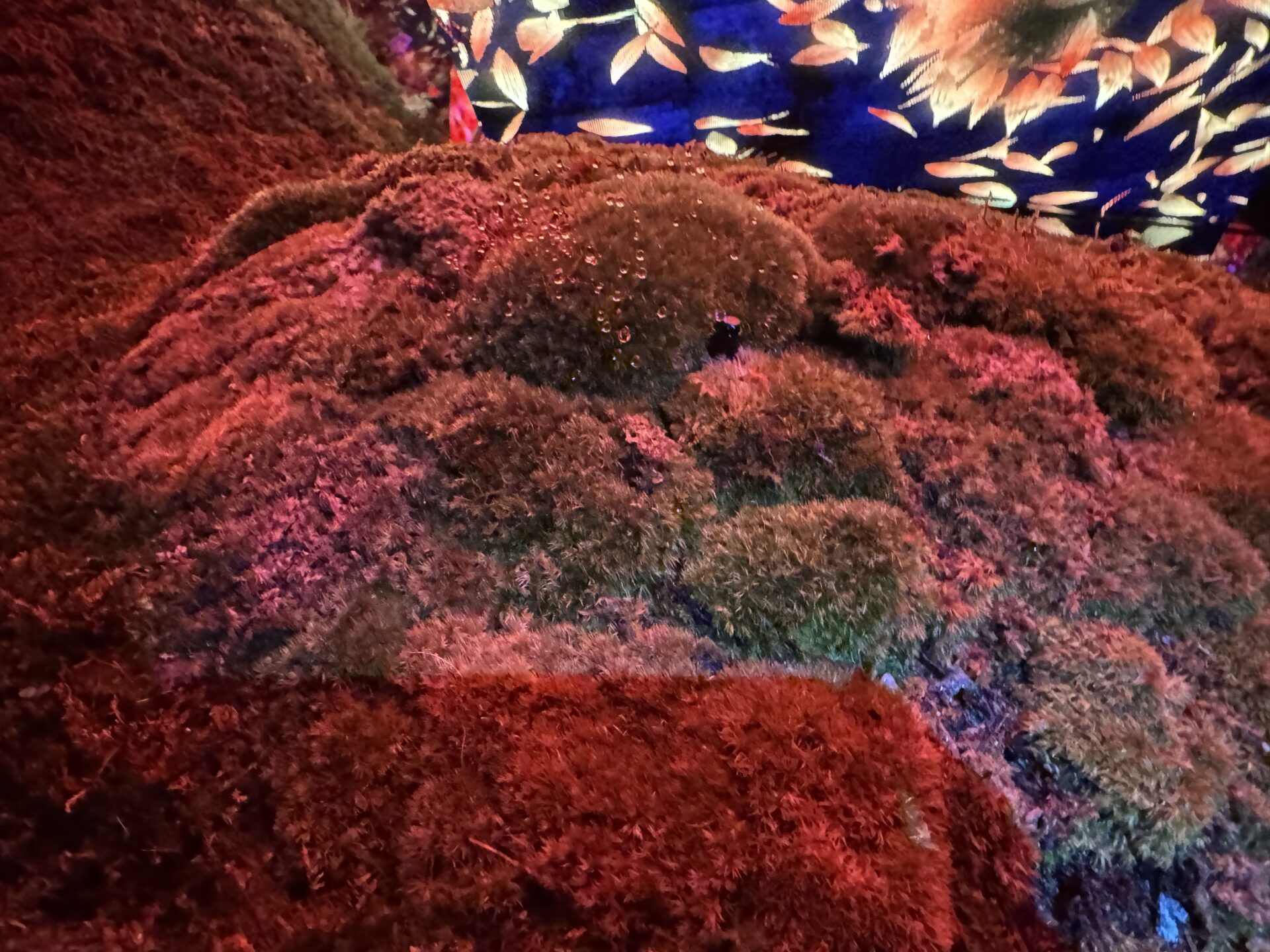 Aki Japan Tax Consultant Office | Income Tax, Corporate Tax, VAT Back | Non-Japanese Charitable Organizations Not Eligible for Donation Deduction of Japanese Income Tax